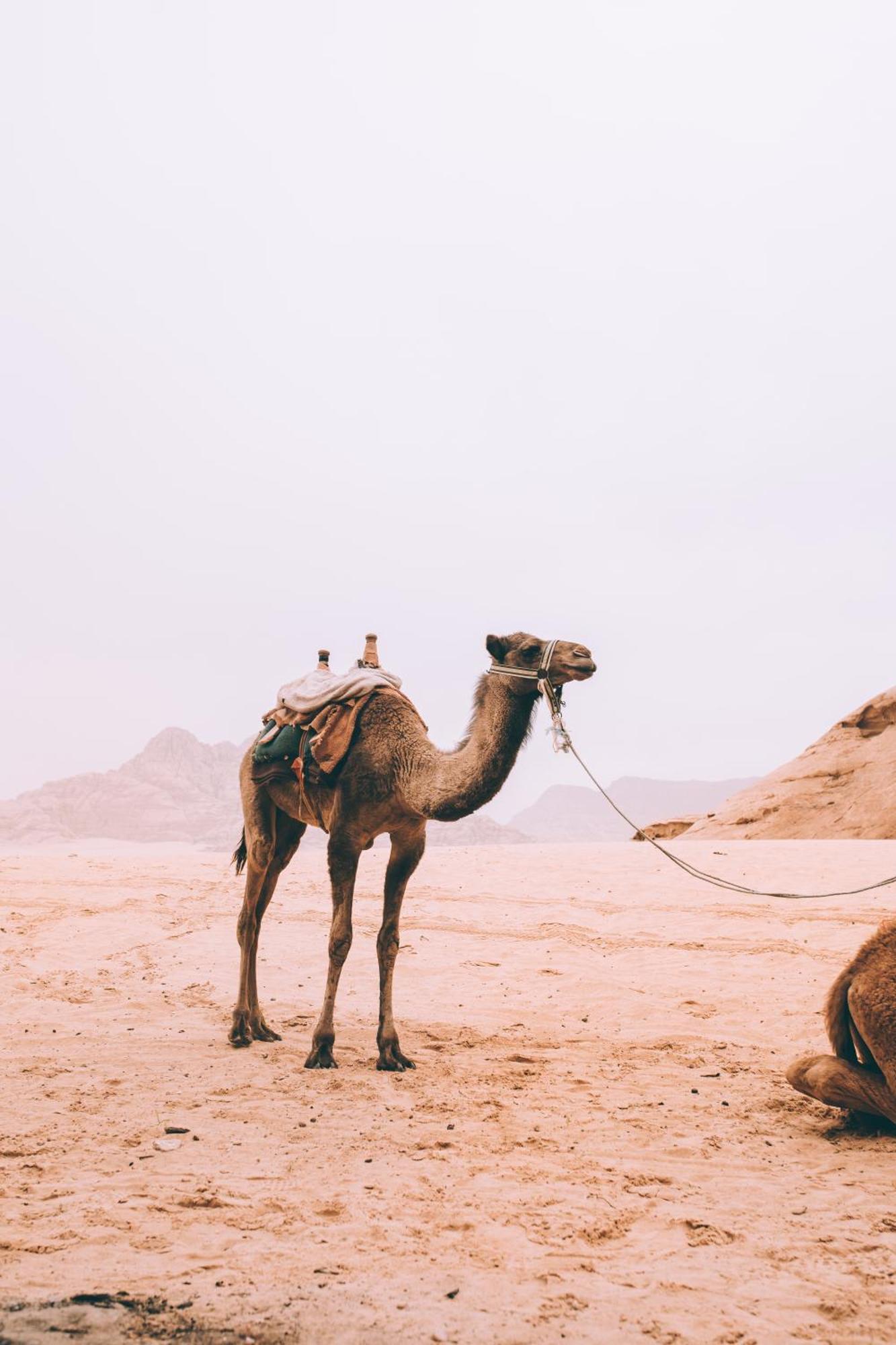 Hotel Khaled'S Camp Wadi Rum Zewnętrze zdjęcie